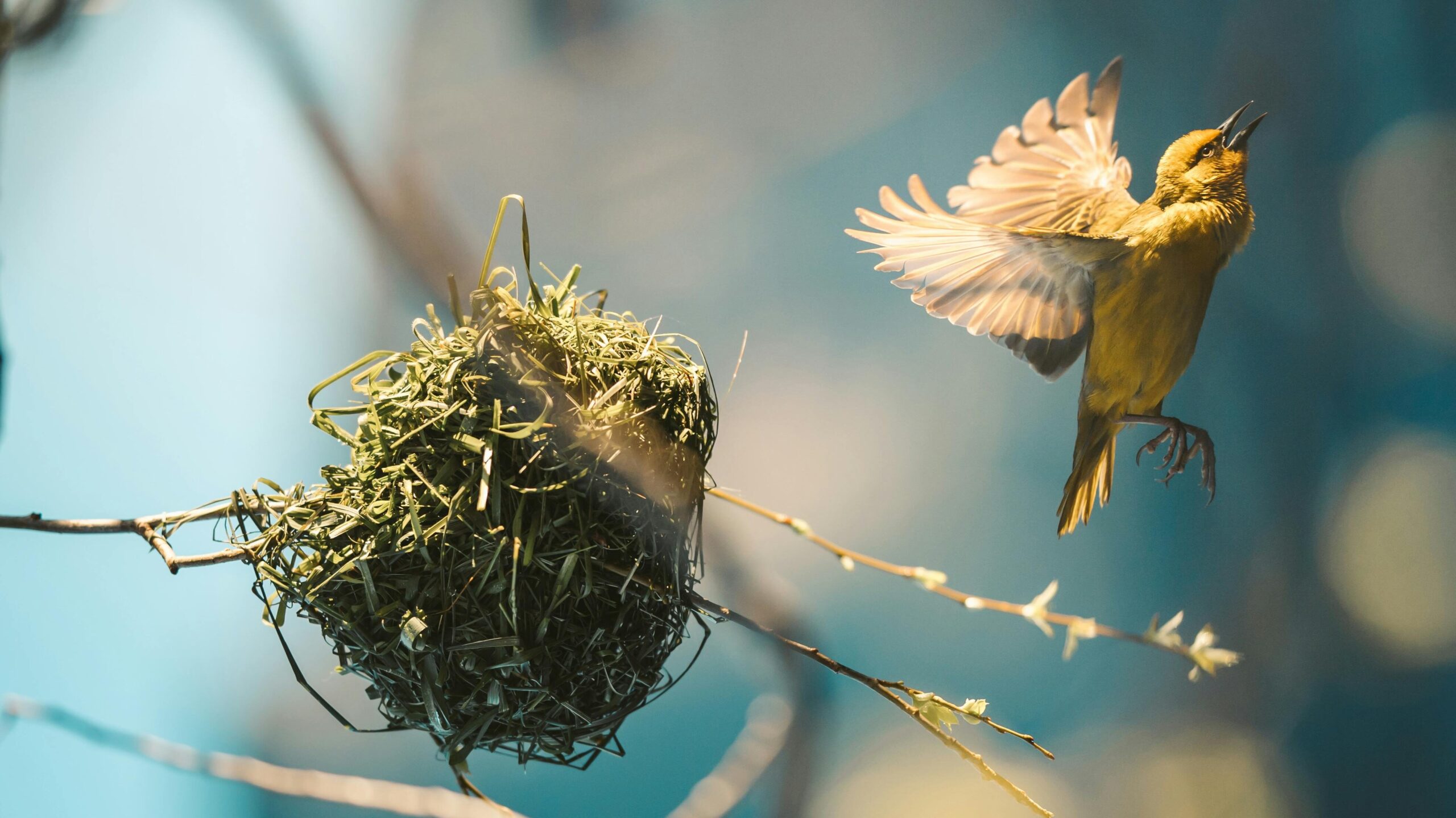 Cape weaver bird elegantly flying next to its intricately woven nest in a serene outdoor setting.